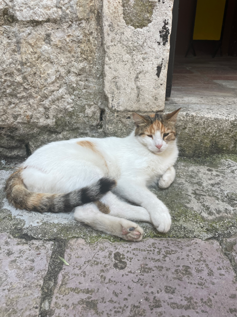 best thing to do in Kotor: Cat museum