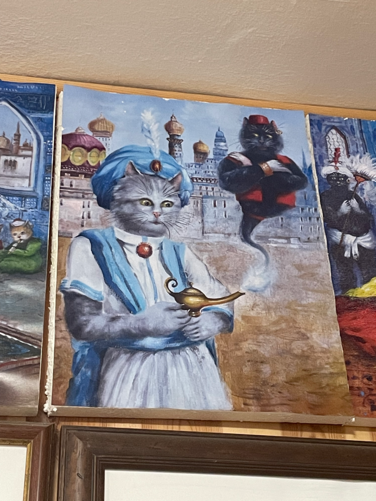 best thing to do in Kotor: Cat museum