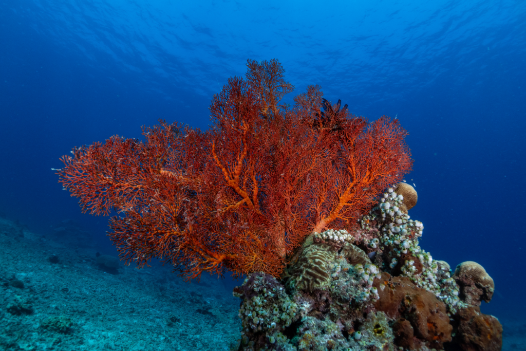 Coral-Scuba-Diving-Gili-T