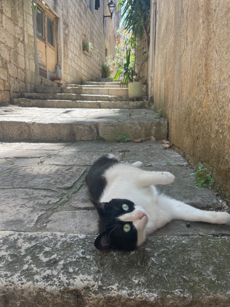 best things to do on korcula: cat in old town