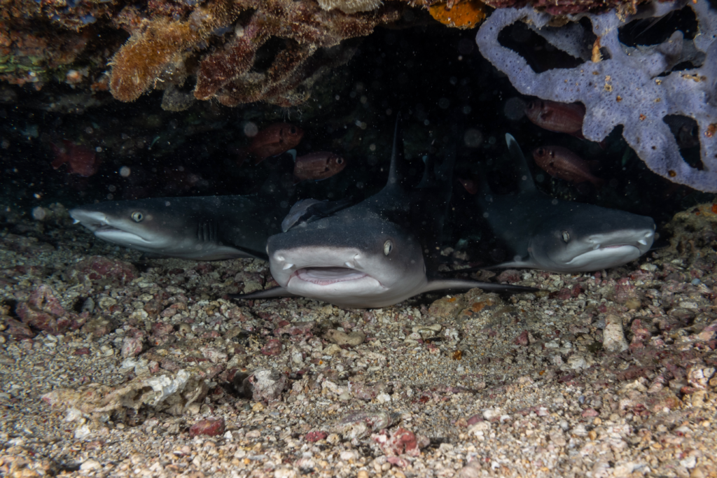 Scuba-Diving-Gili-Shark-Point