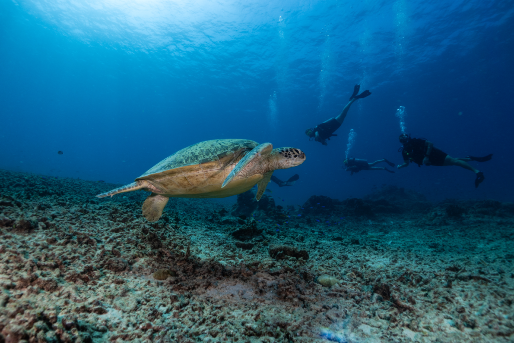 Turtle-Scuba-Diving