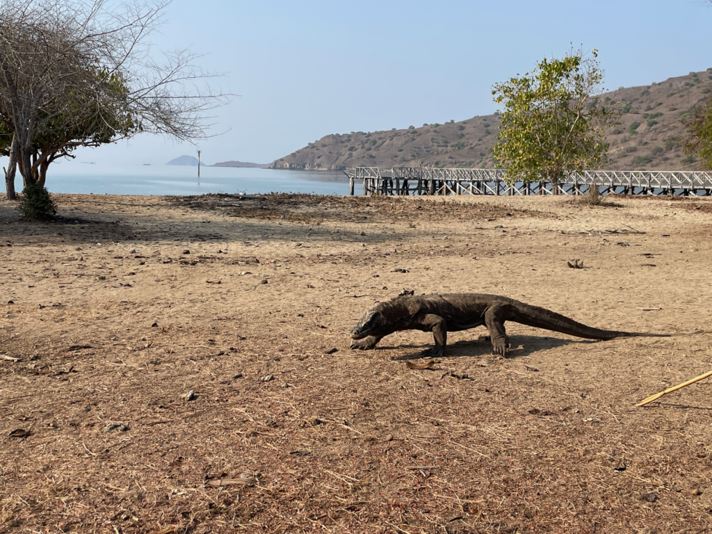 Komodo-Dragon-National-Park