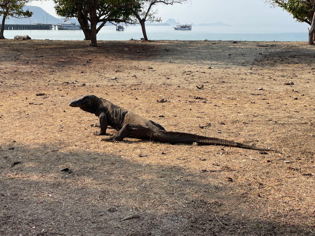 Komodo-National-Park