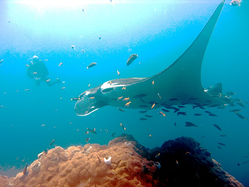 Manta Ray Nusa Penida