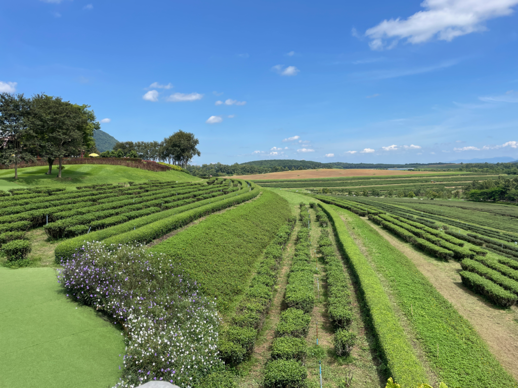 Singha Park Tea Fields