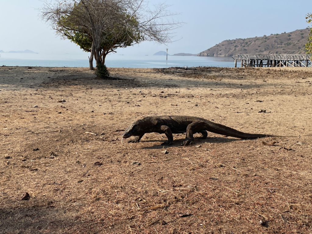 Wanua Komodo