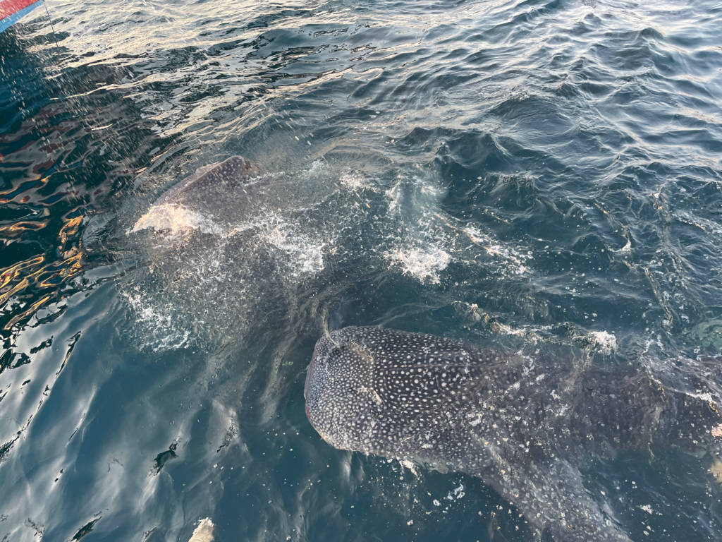 Wanua-Whale-Sharks-Indonesia