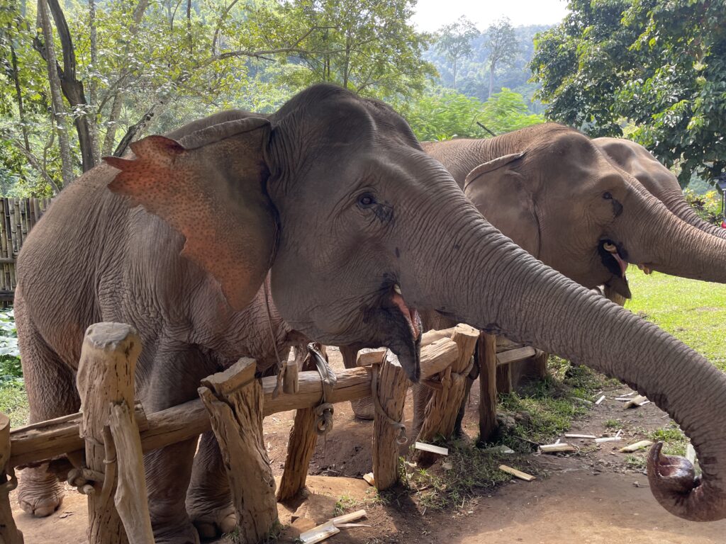 Chiang Mai Jungle Trek Elephant Sanctuary