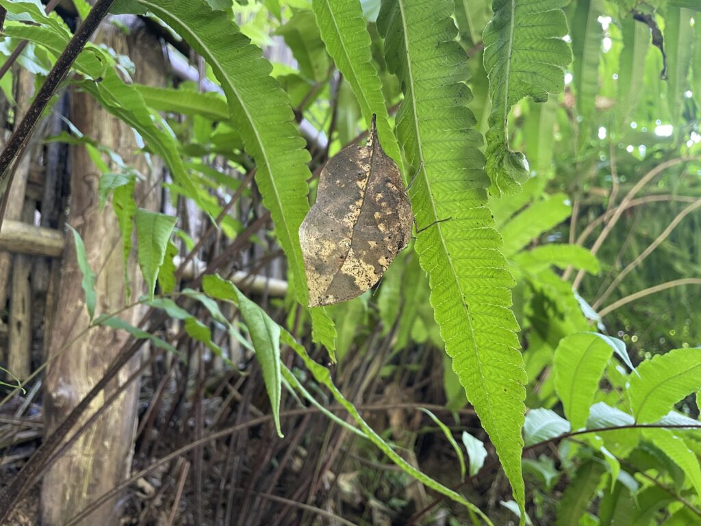 Dead Leaf Butterfly Kuang Si