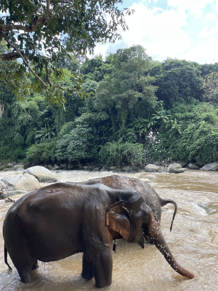 Chiang Mai Jungle Trek Elephant Sanctuary