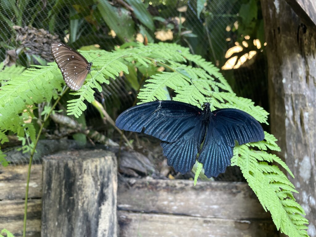 Butterfly at Kuang Si Butterfly Park