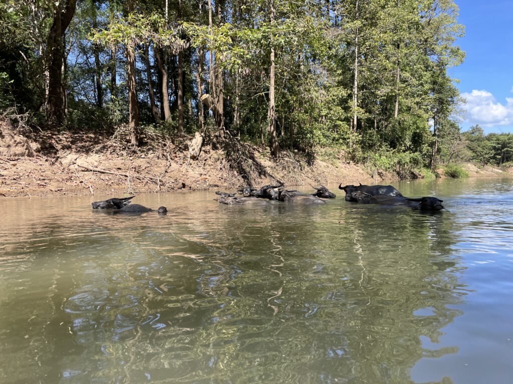 Water Buffalo Laos