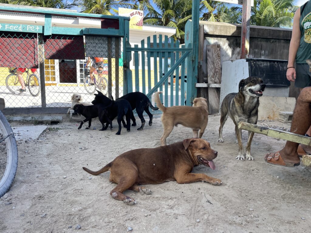 Caye Caulker Animal Shelter