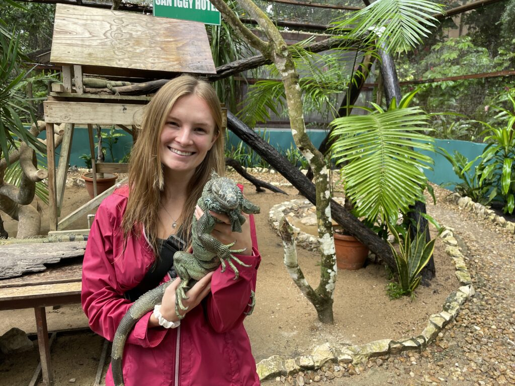 Iguanas San Ignacio Belize