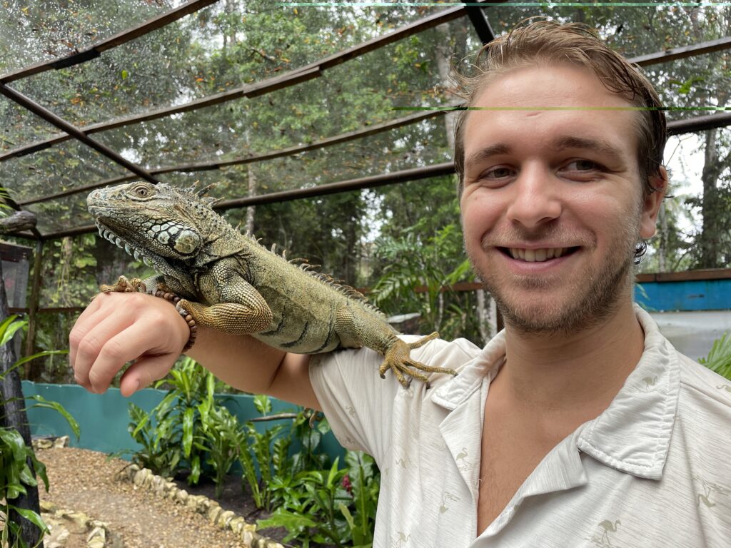 Iguanas San Ignacio Belize