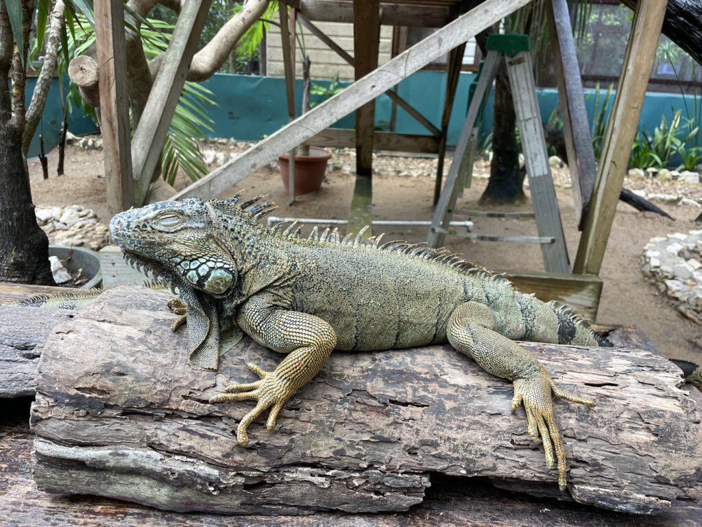things to do in San Ignacio - iguanas
