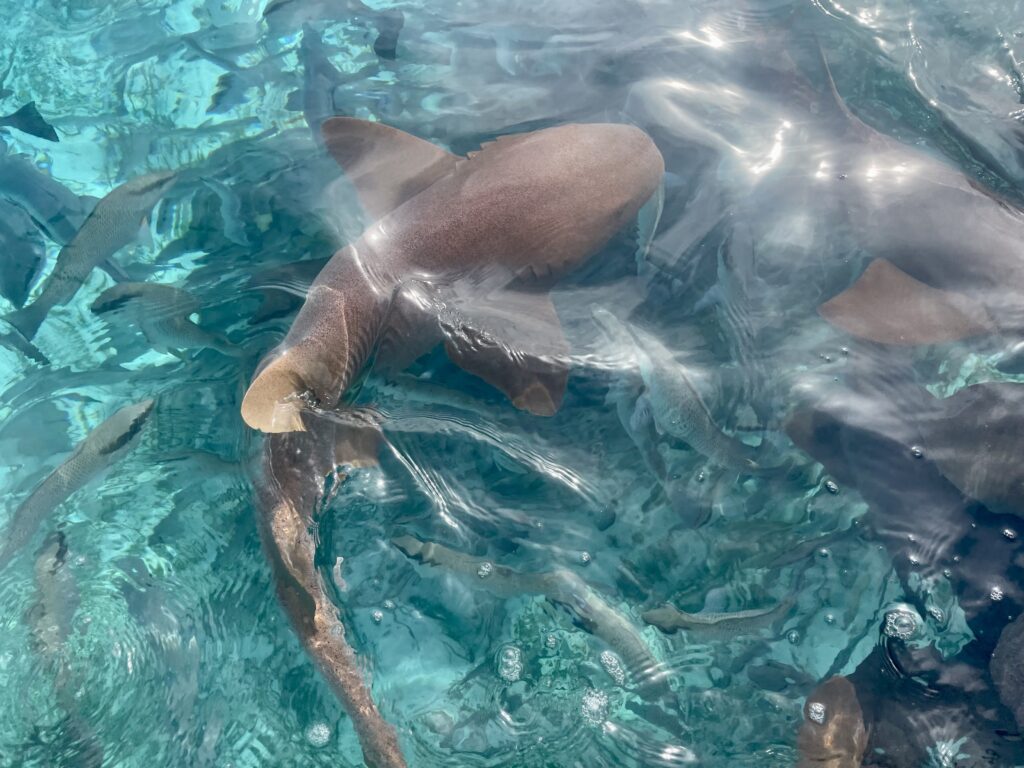 Caye Caulker Belize Snorkeling With Sharks