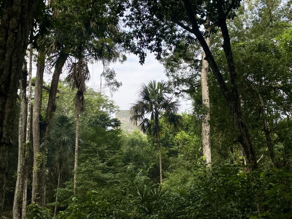 Tikal Guatemala Jungle