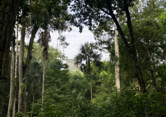 Tikal-Guatemala-Jungle