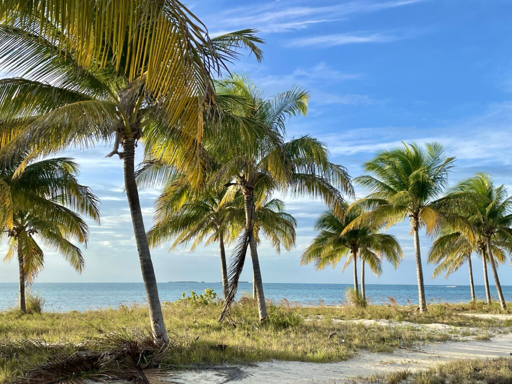 Palm Trees Caye Caulker