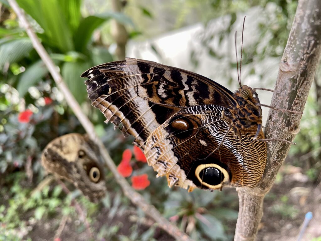 Butterfly Garden Atitlan Nature Reserve