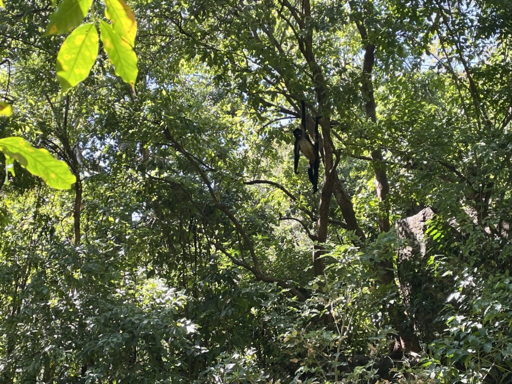 Monkey Atitlan Natural Reserve