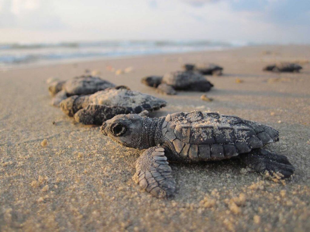 Las Penitas Turtle Release