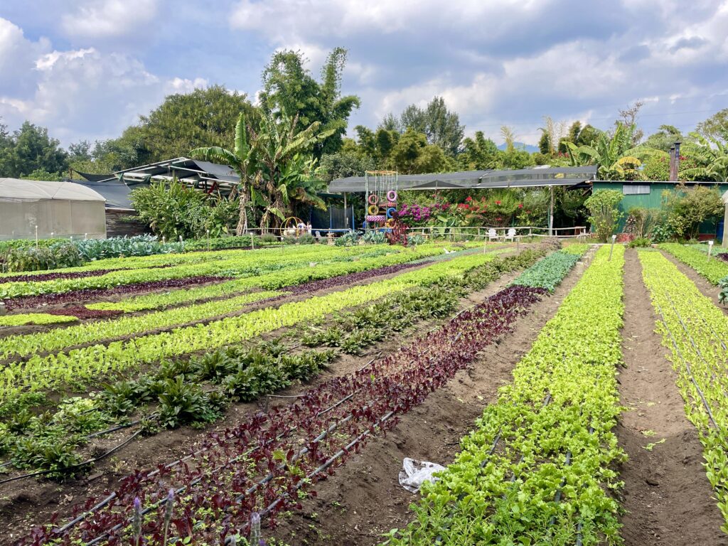 Caoba Farms Antigua Things To Do