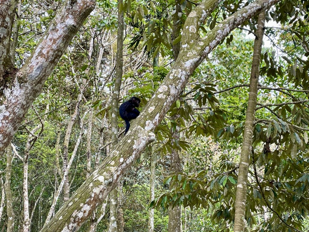 Monkey Forest Tetebatu