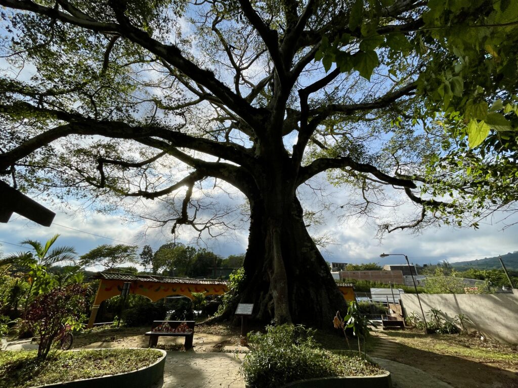 Salcoatitan La Ceiba la Ruta de las Flores