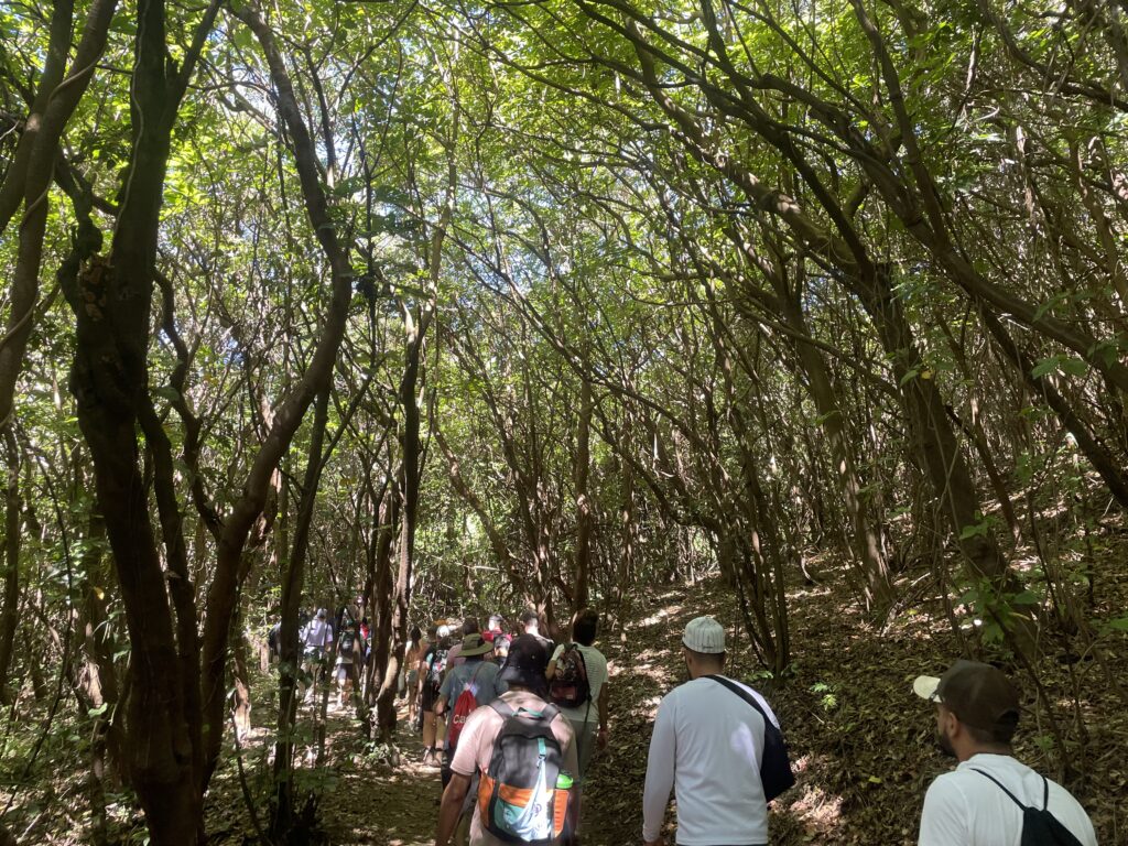 Santa Ana Volcano Hike Jungle