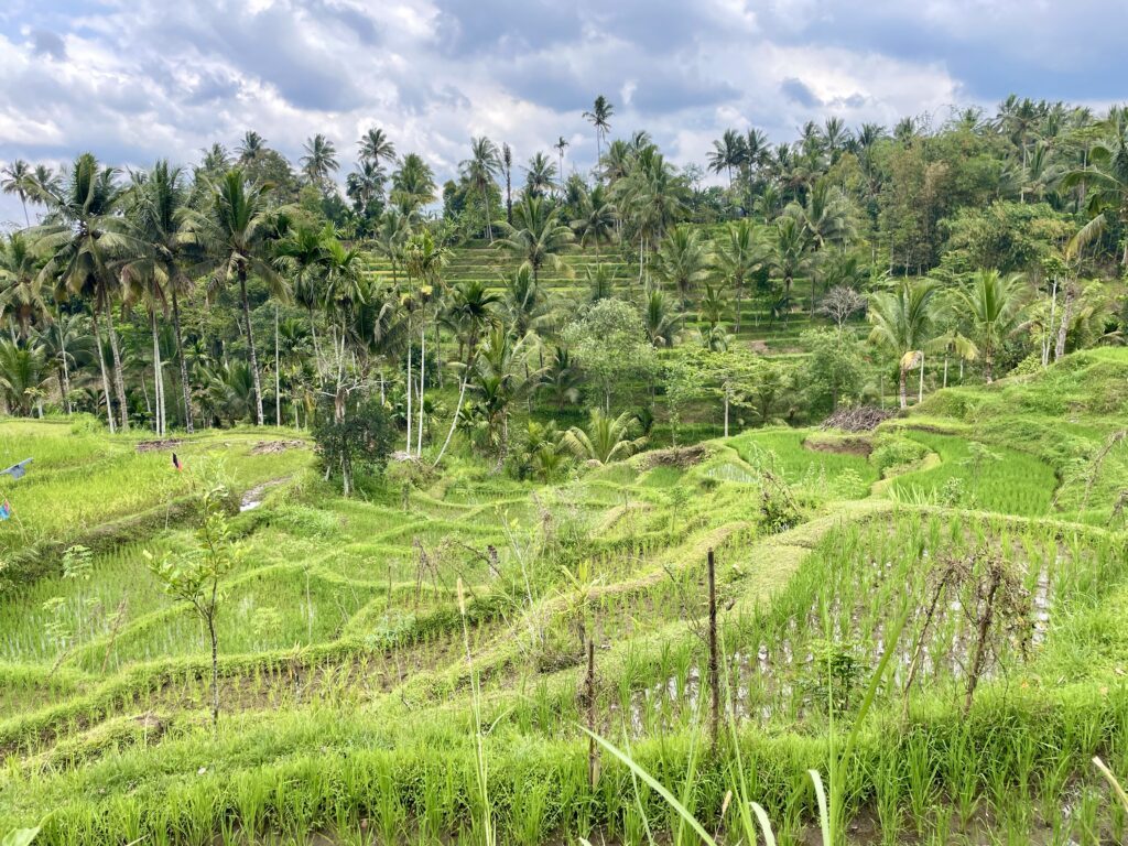 Tetebatu Rice Terraces