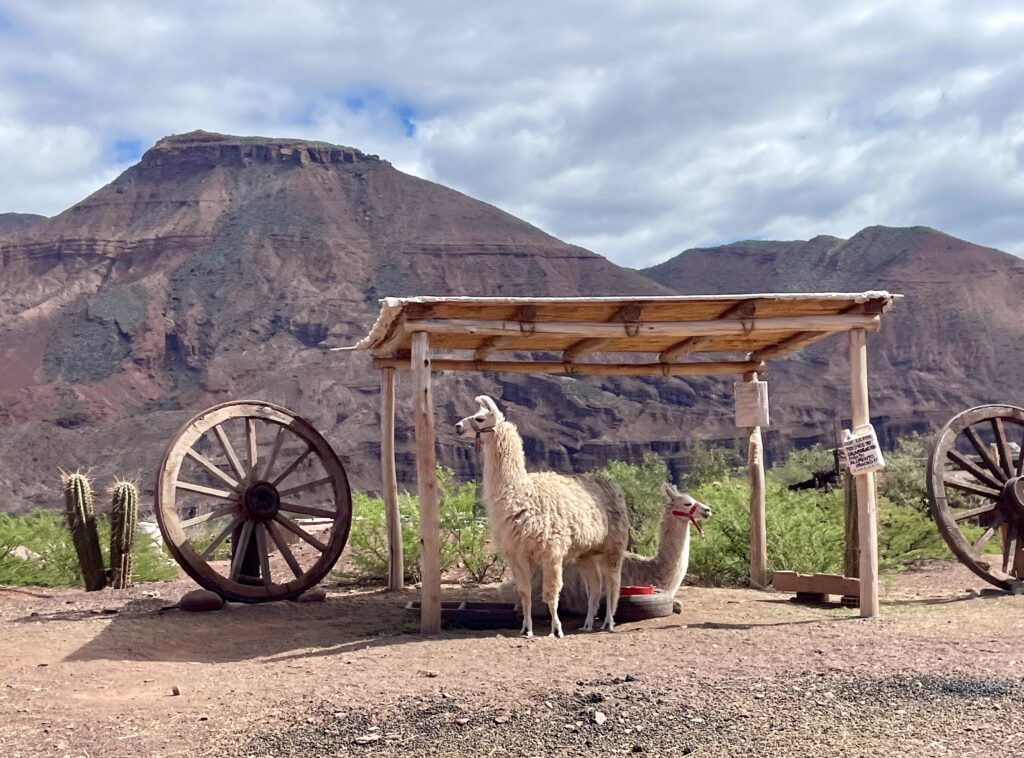 Everything you need to know about visiting Cafayate Argentina