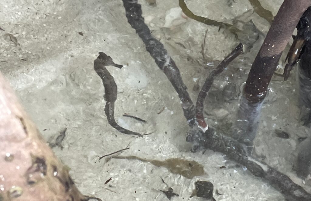 Caye Caulker Seahorses