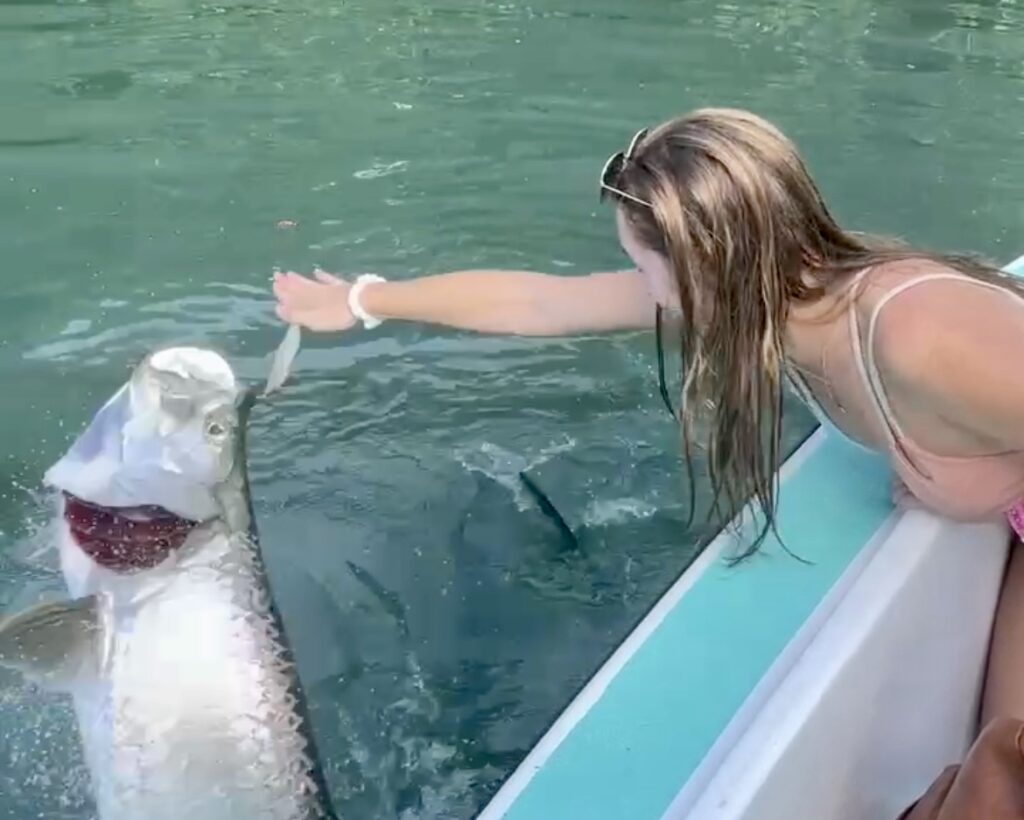 Caye Caulker Tarpin Feeding