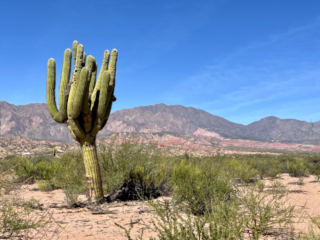 How to Get to Cafayate: Rent a car, go by bus, or go with a tour